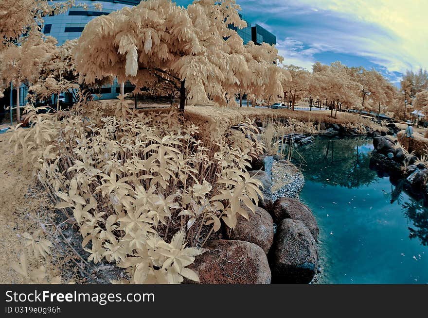 Garden In Fisheye - Infrared