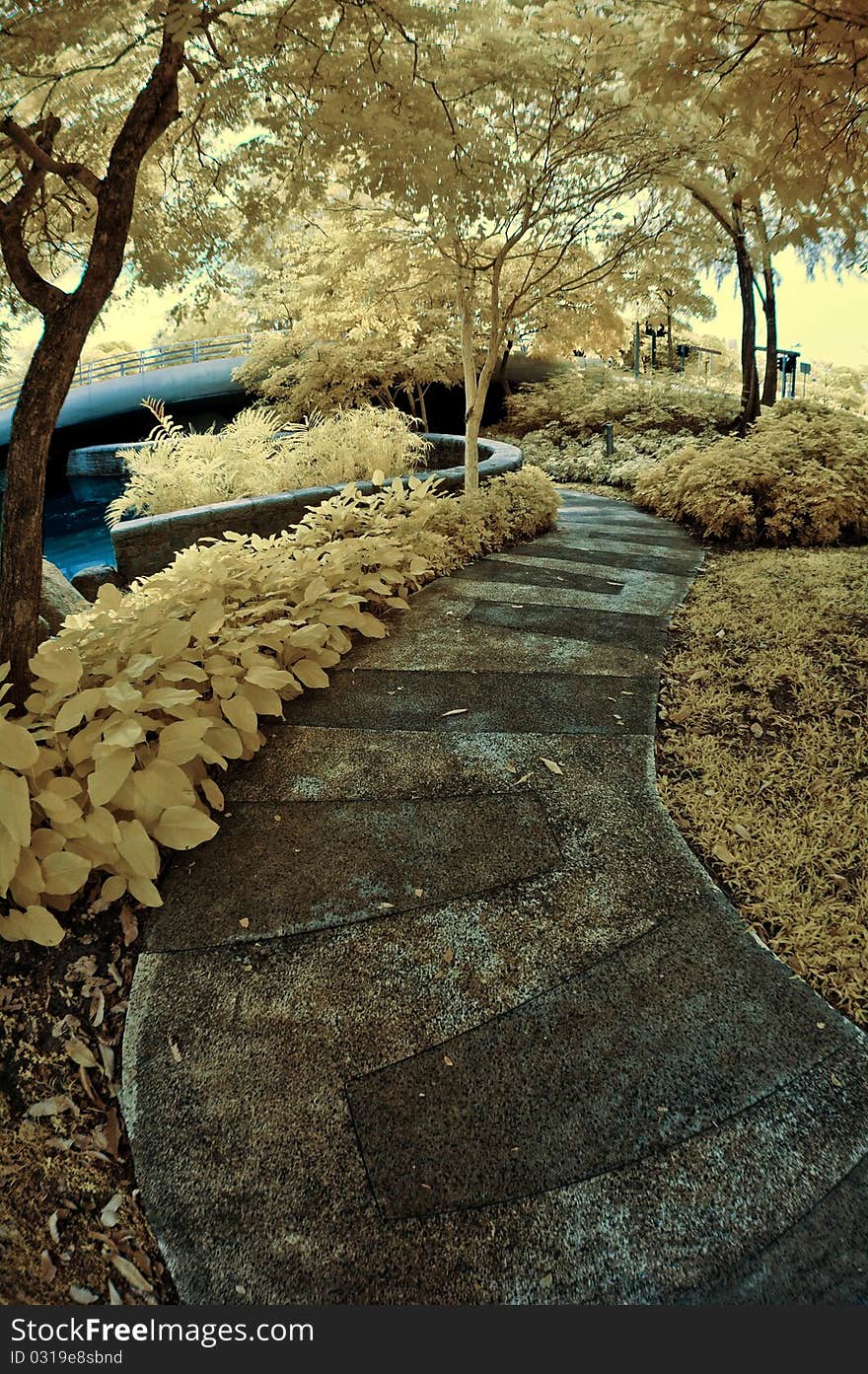 The pathway - infrared