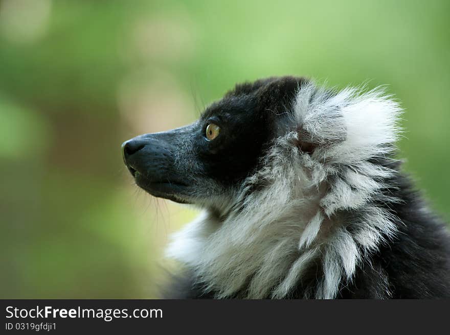 Close-up of a Black and White Ruffed Lemur