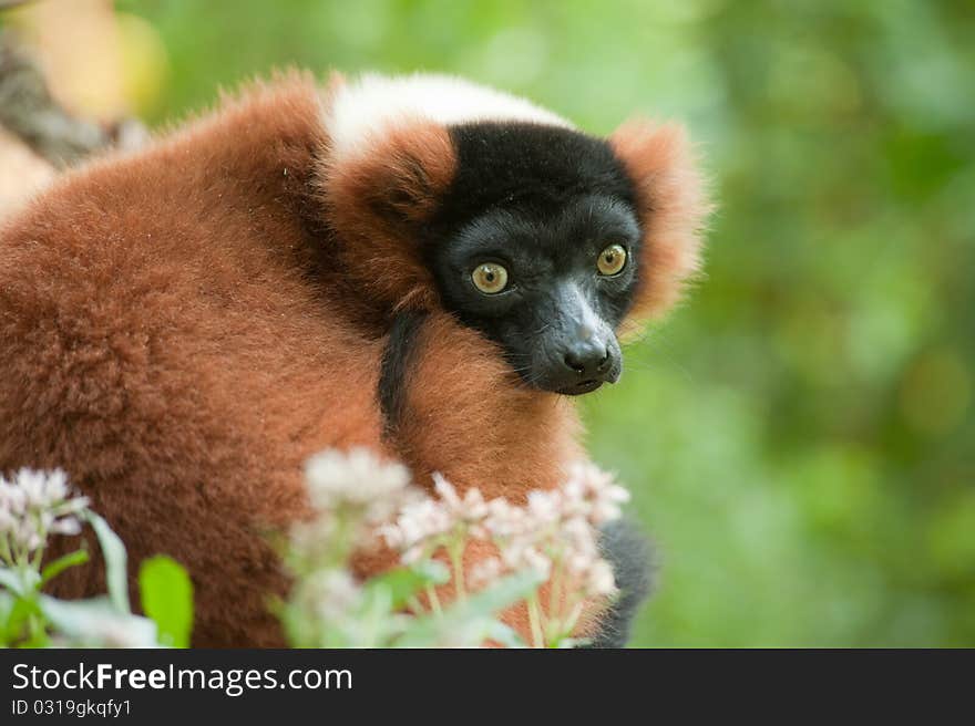 Beautiful red ruffed lemur (Varecia rubra)