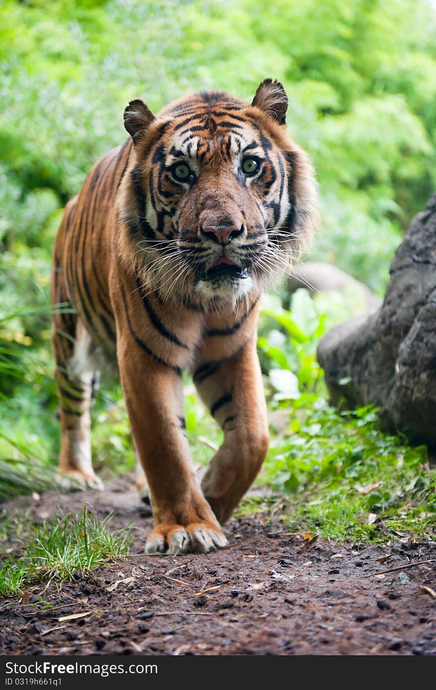 Sumatran tiger