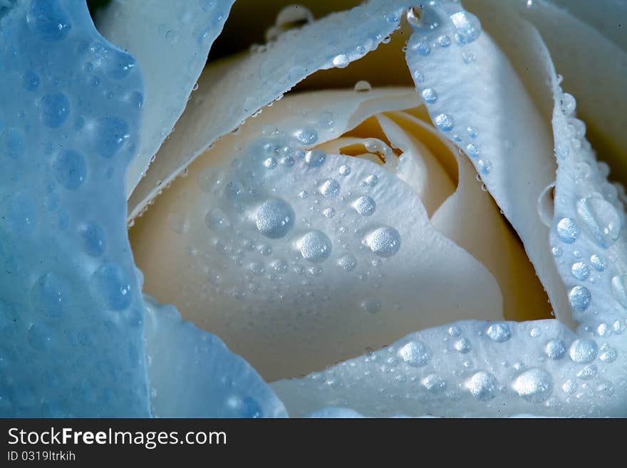 Close-up of a white rose. Close-up of a white rose