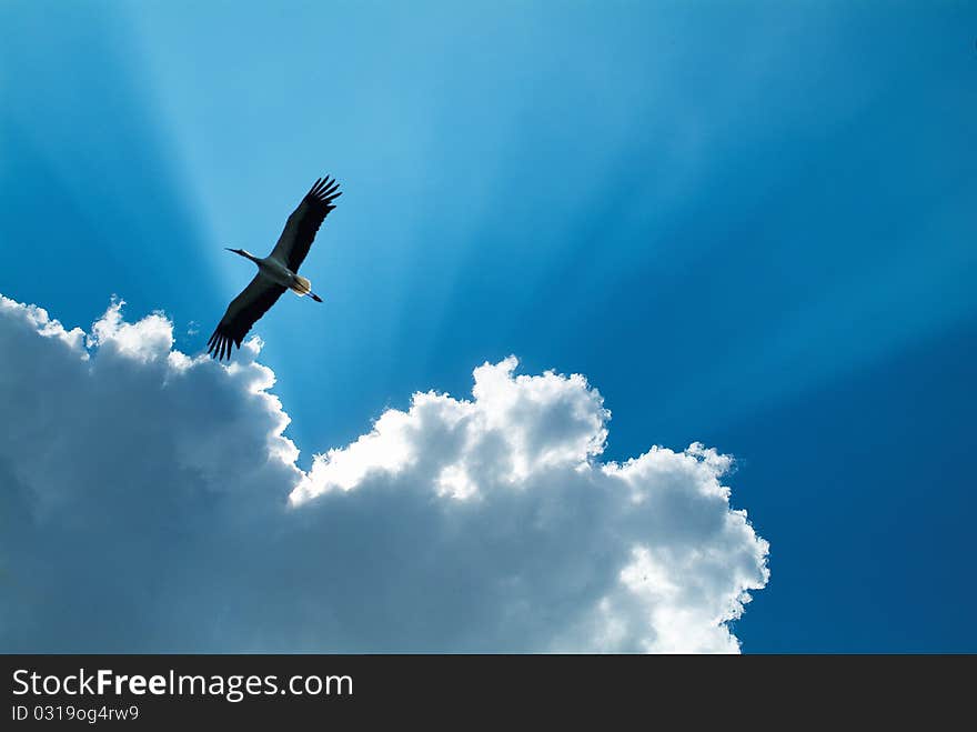 A new born is arriving, stork take baby between clouds and sun light. A new born is arriving, stork take baby between clouds and sun light