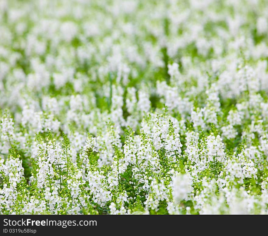 White flowers in outdoor parks