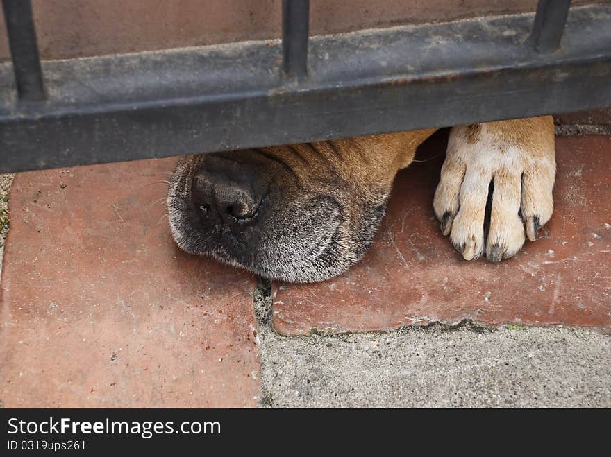 Close up of the nose of a dog under fence. Close up of the nose of a dog under fence.