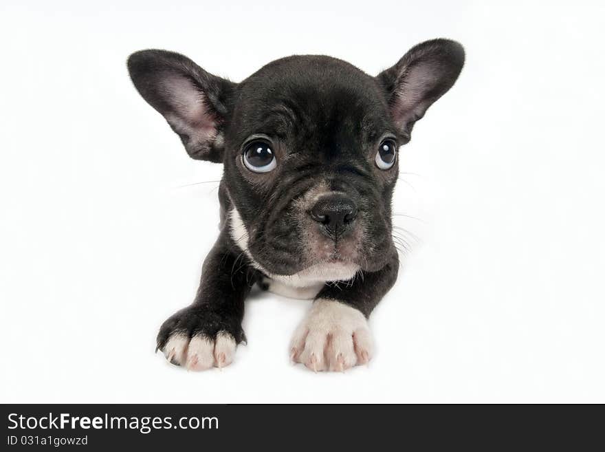 French Bulldog puppy .