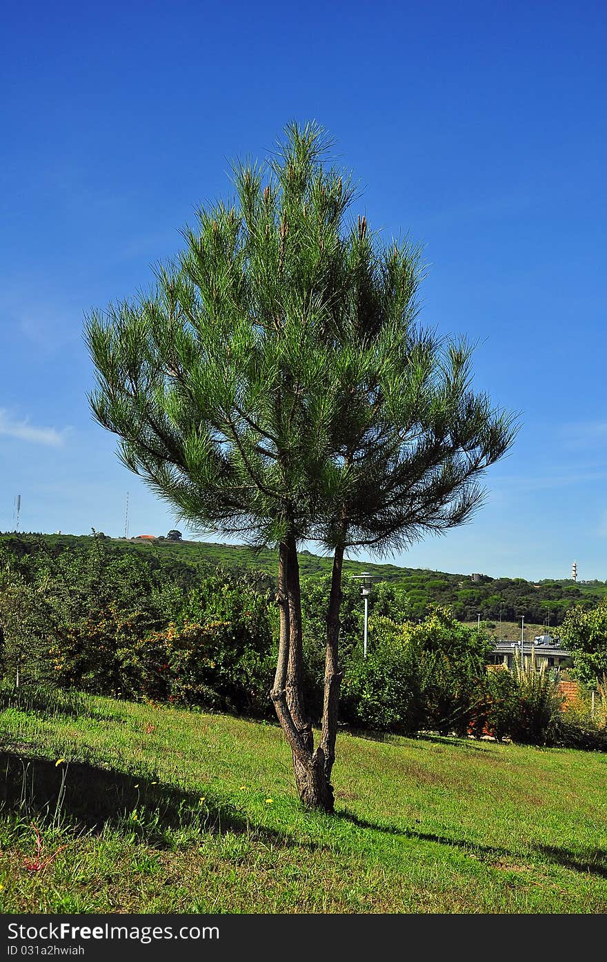 Trees plants flowers botany leaf nature green day life ornamental. Trees plants flowers botany leaf nature green day life ornamental