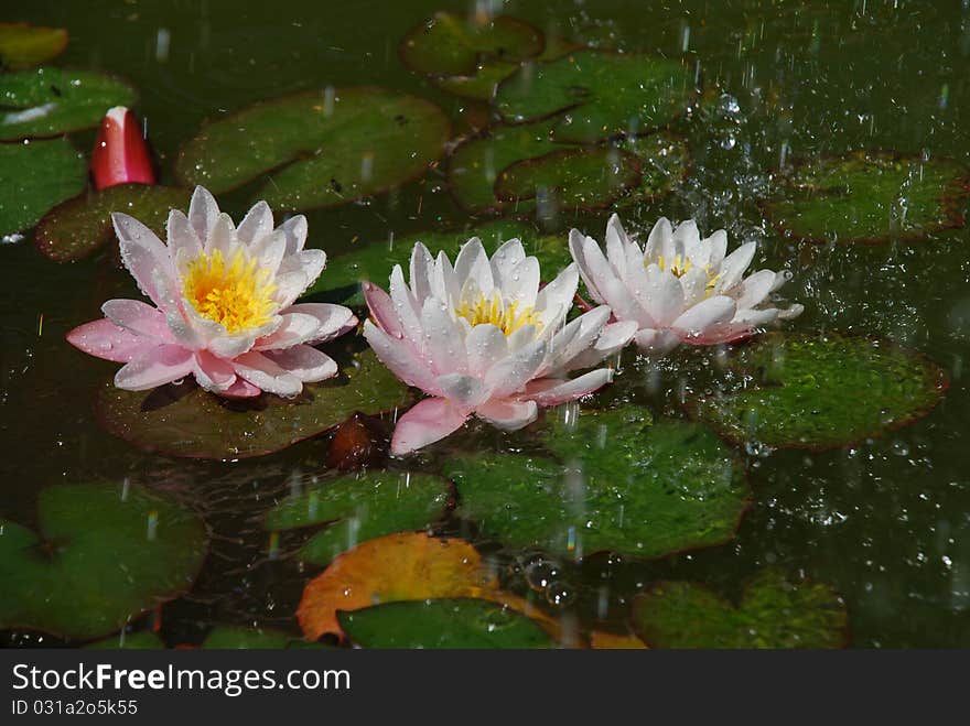 Bright flowers, Beautiful water lilly in rain