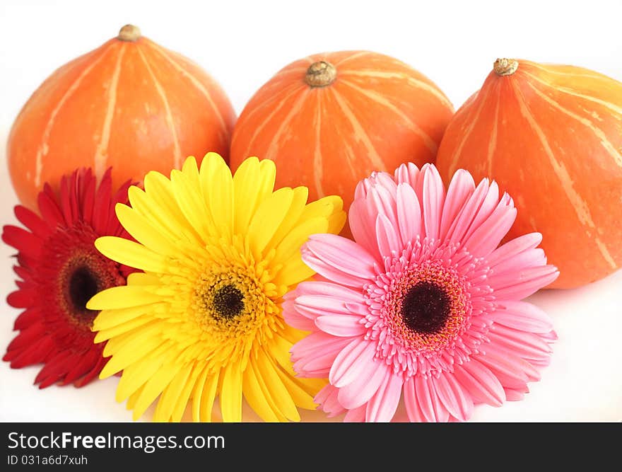 Three pumpkins and three colorful Gerbera daisies in Thanksgiving Day or Halloween isolated on white background. Three pumpkins and three colorful Gerbera daisies in Thanksgiving Day or Halloween isolated on white background