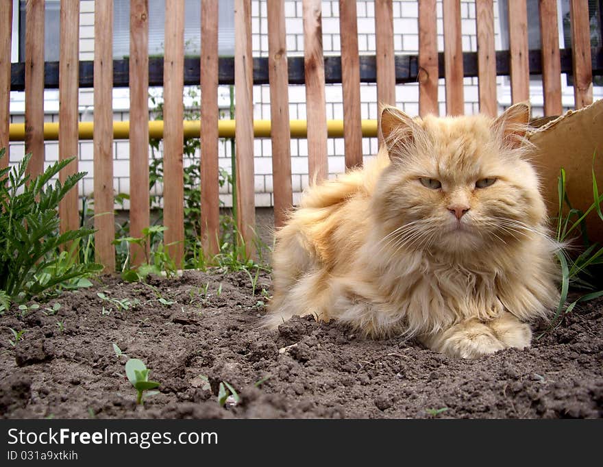 The red cat which walked near the house