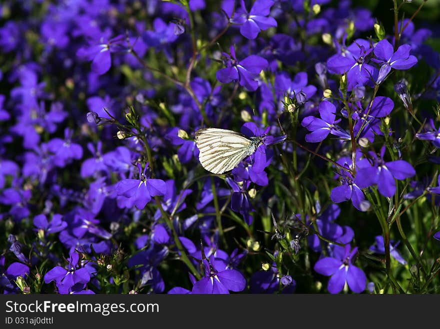 Close-up of a small white butterfly (Pieris rapae) on flower