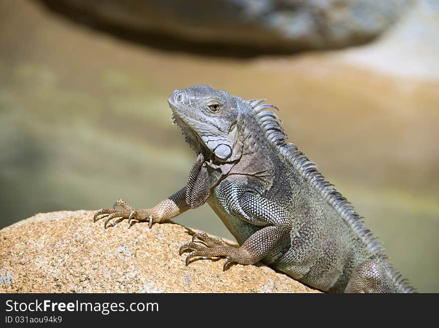 A green Iguana rests in the sun on an orange rock. A green Iguana rests in the sun on an orange rock.