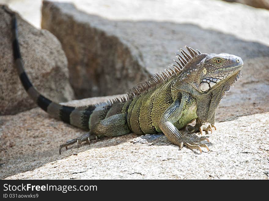 Large Iguana Resting on a Rock