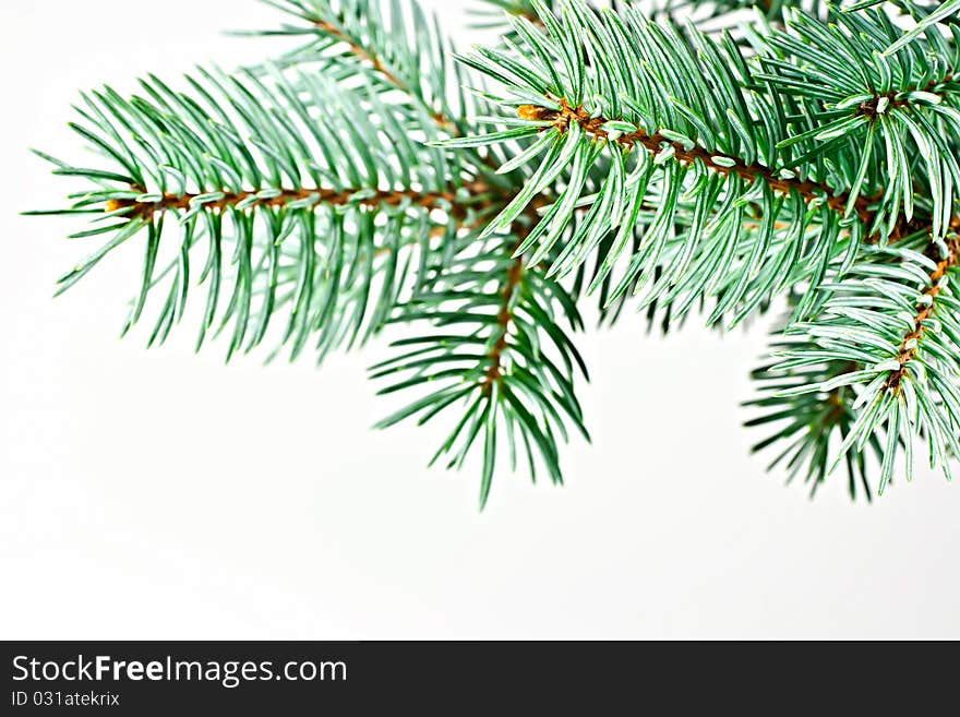 Spruce Tree.