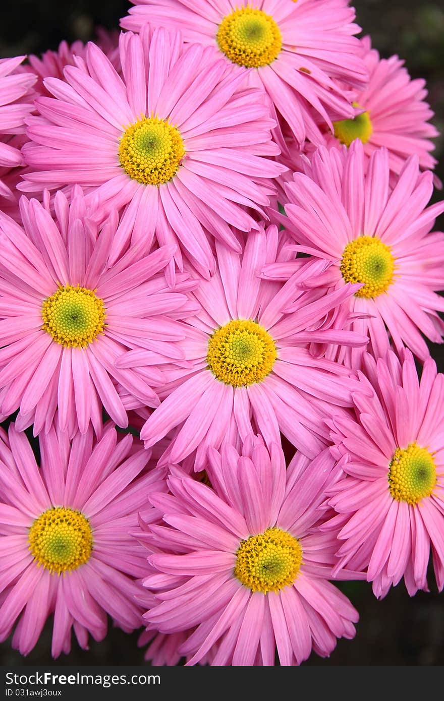 Rosy  Chrysanthemum Flowers Background