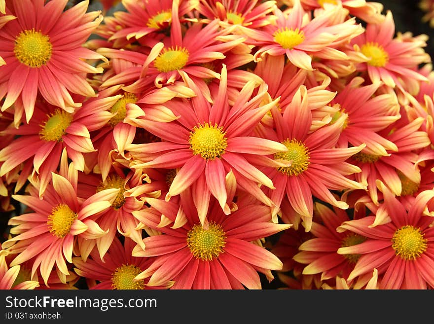 Chrysanthemum  Flowers Background