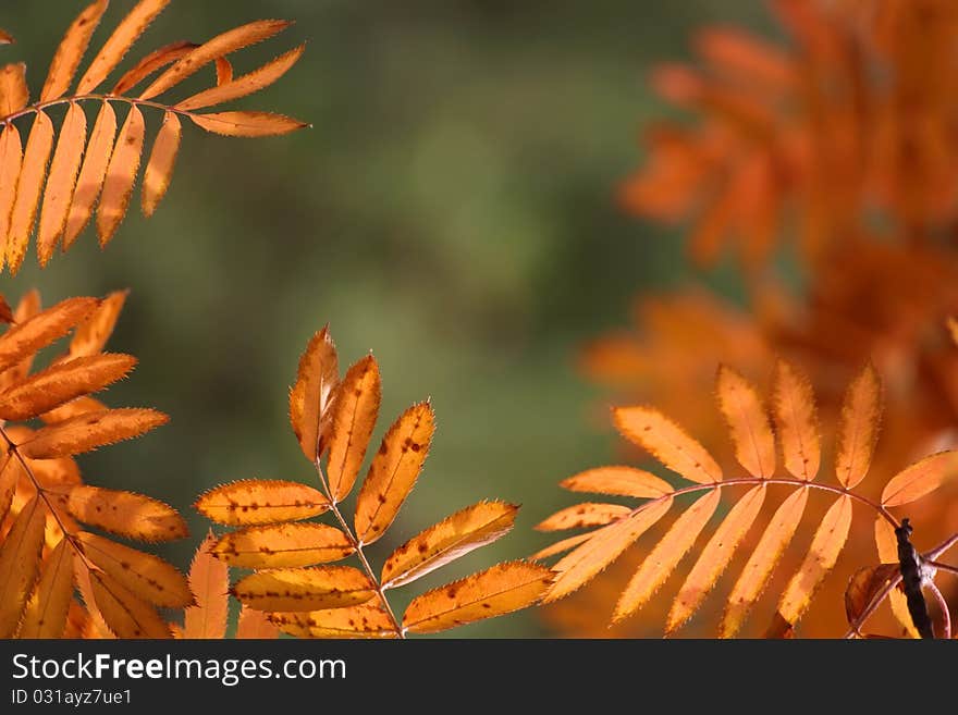 Bright orange autumn leaves forming a background. Bright orange autumn leaves forming a background