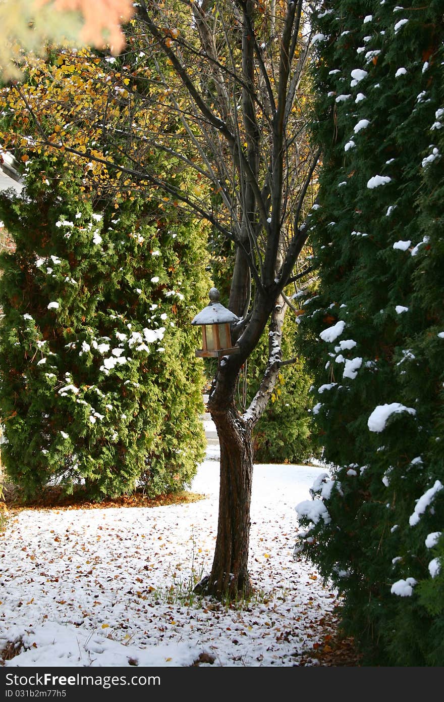 Scene of an almost bare tree with birdfeeder and snowfall. Scene of an almost bare tree with birdfeeder and snowfall