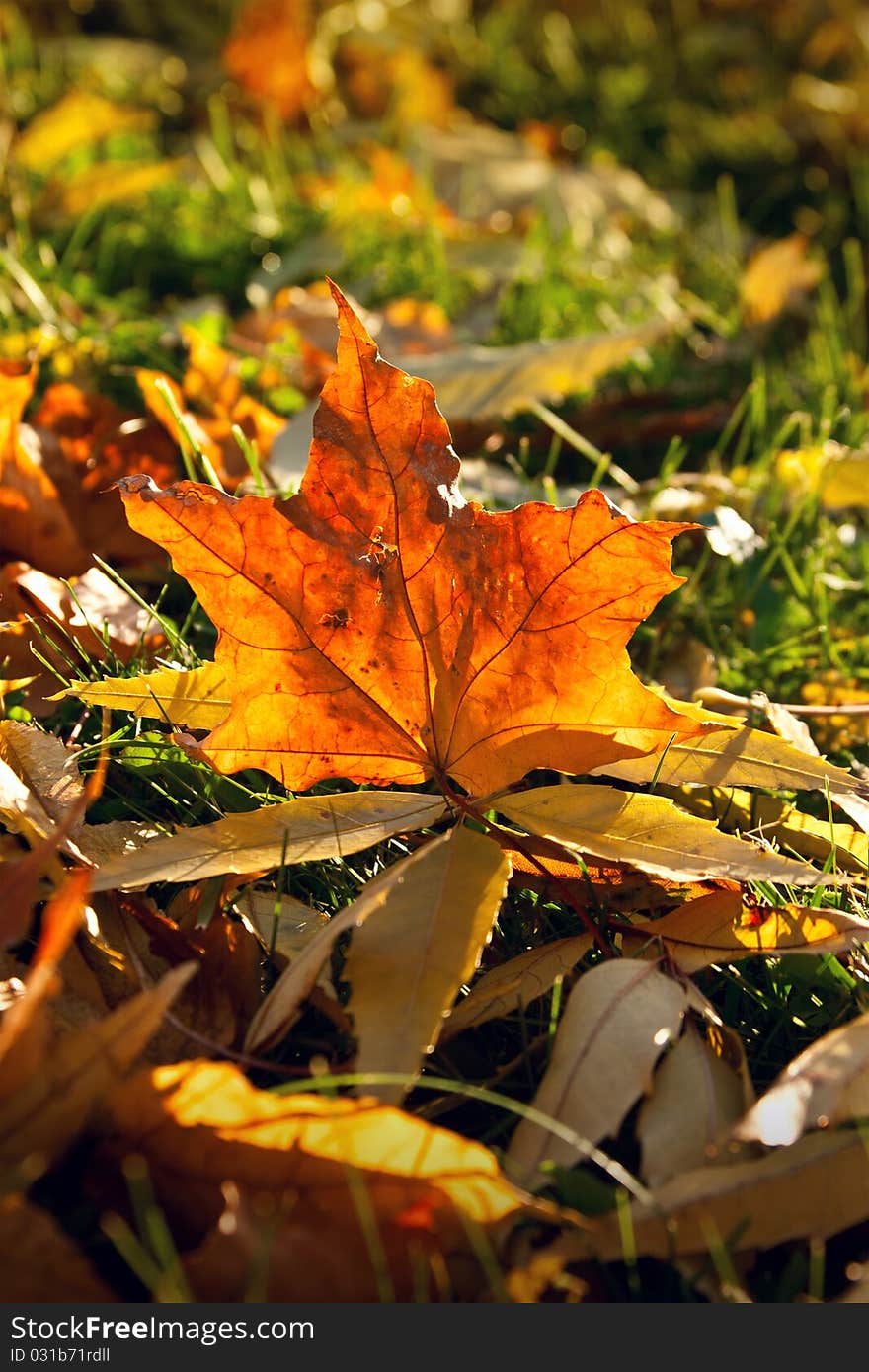 Autumn leaves in the park