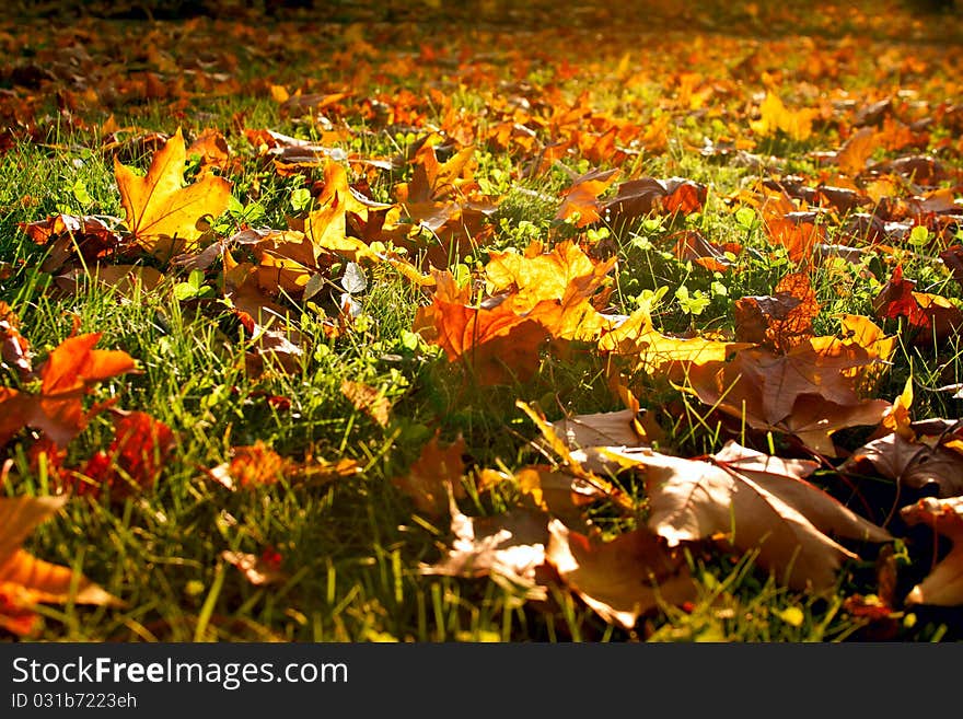 Park outdoor, autumn leaves photography. Park outdoor, autumn leaves photography