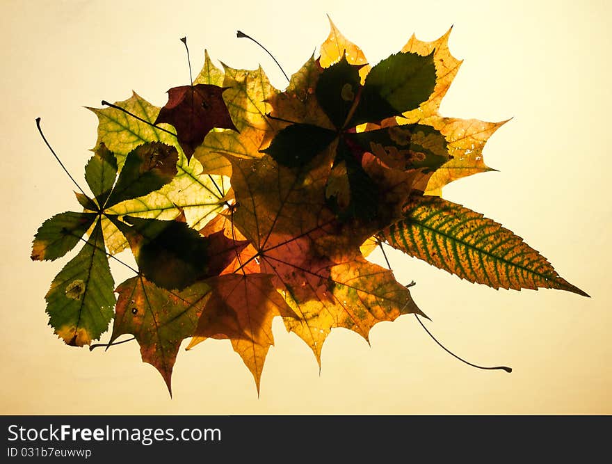 Autumn Leaves On Old Paper