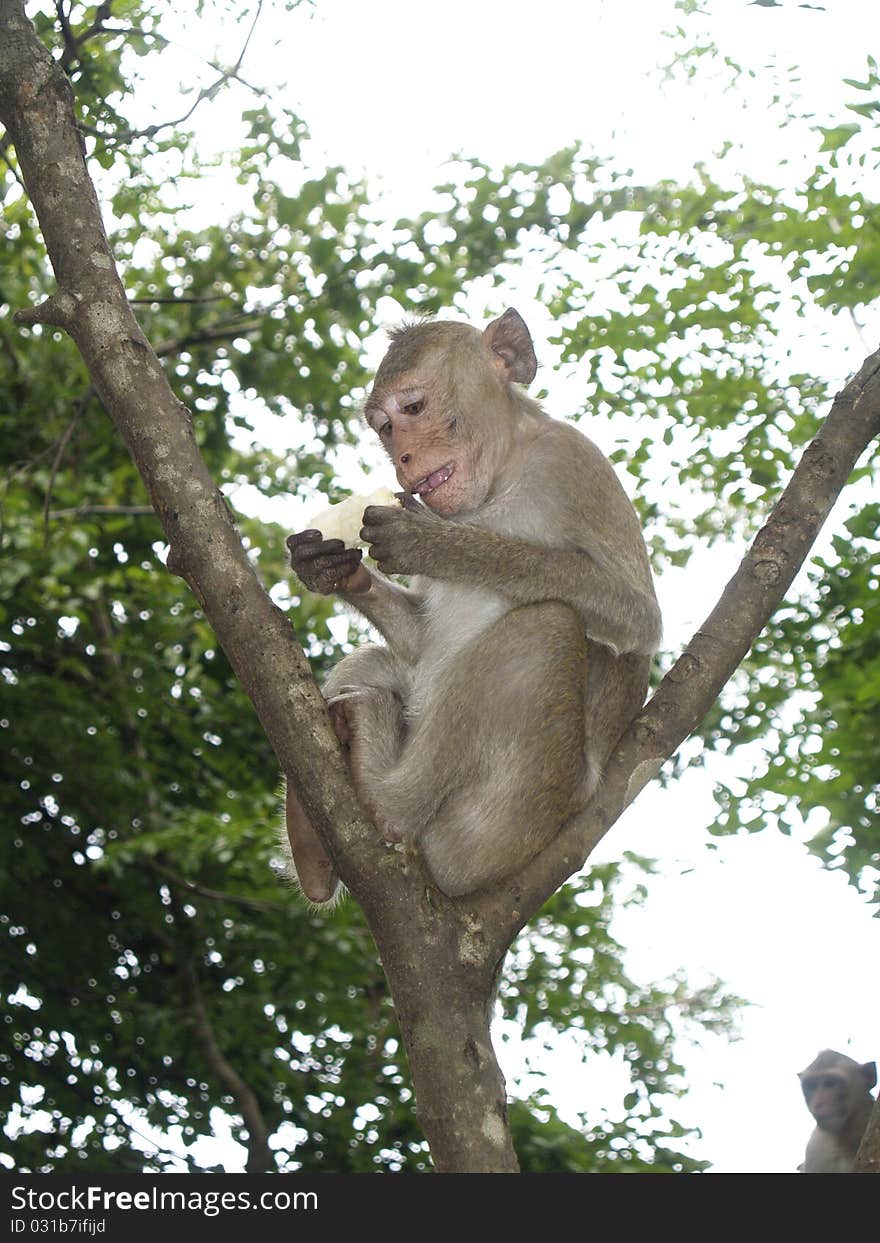 Jungle. A monkey with a banana