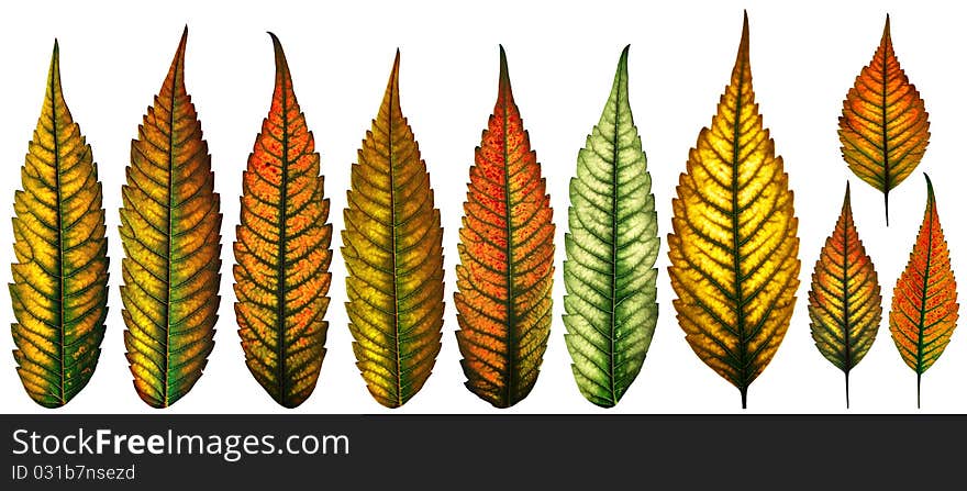 Isolated Color Leaves