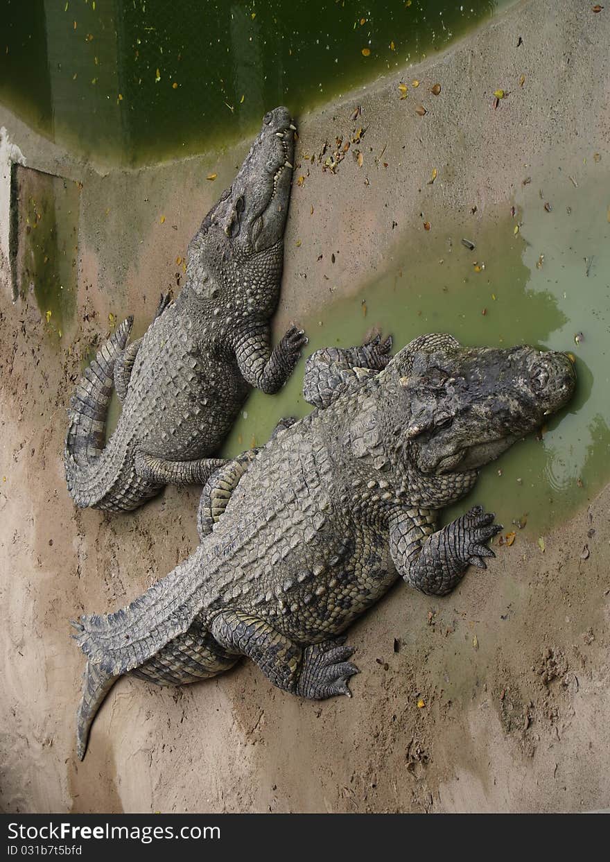 Two crocodiles on a stone place