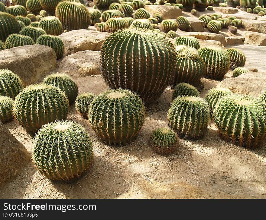 cactus garden