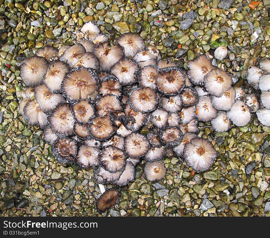 Toadstools In A Group On Gravel