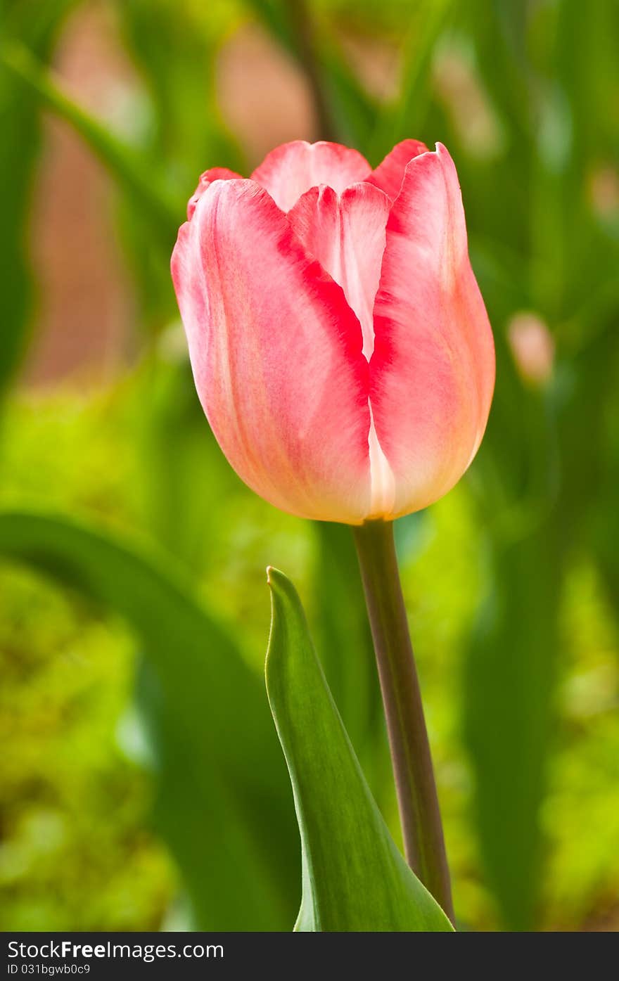 Close-up of pink beautiful tulip