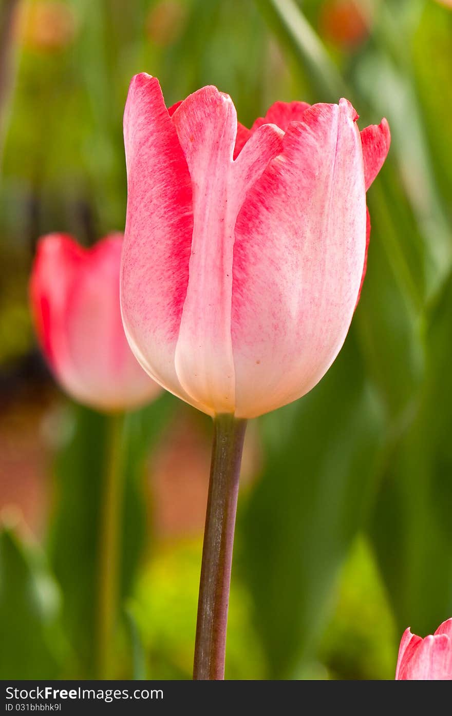 Close-up of pink beautiful tulip