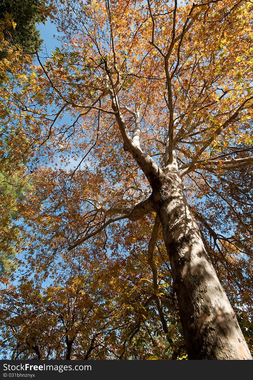 Plane tree in Autumn