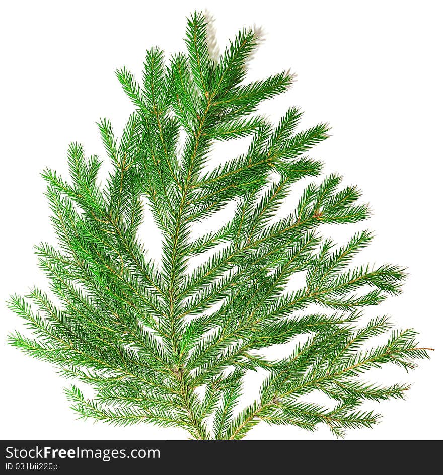 Fir branch isolate on white background. Fir branch isolate on white background