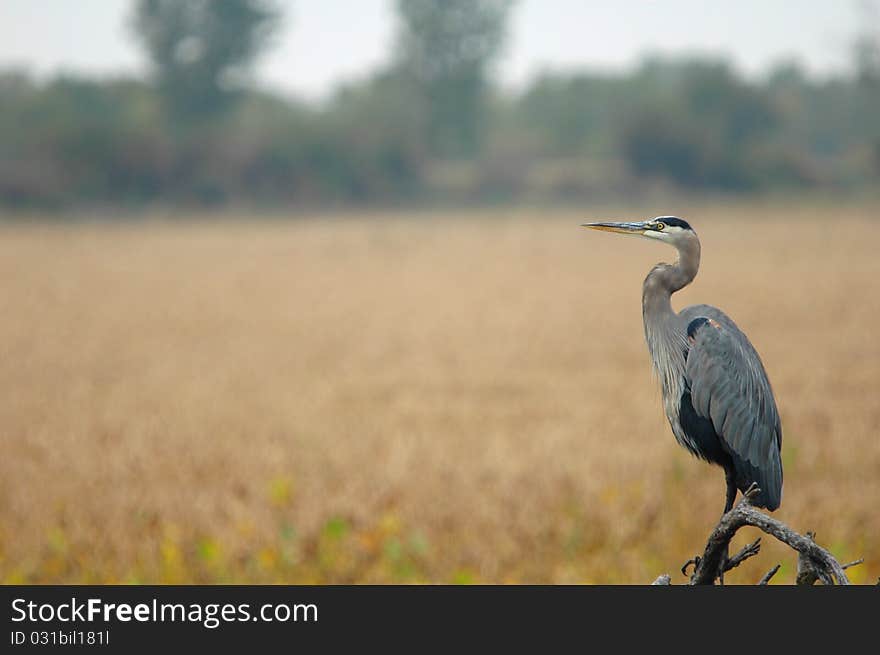 A great blue heron perched on a dead limb with light brown grass blurred in the background.