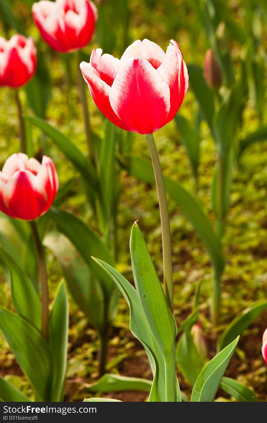 Close-up Of Red Beautiful Tulip