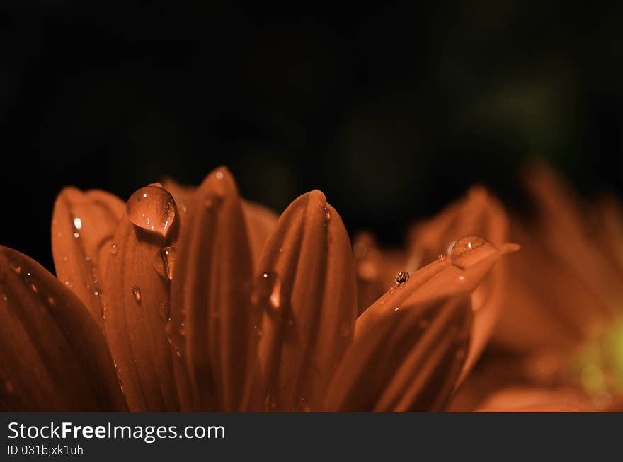 Those flowers are gerberas with some water drops on them. Those flowers are gerberas with some water drops on them.