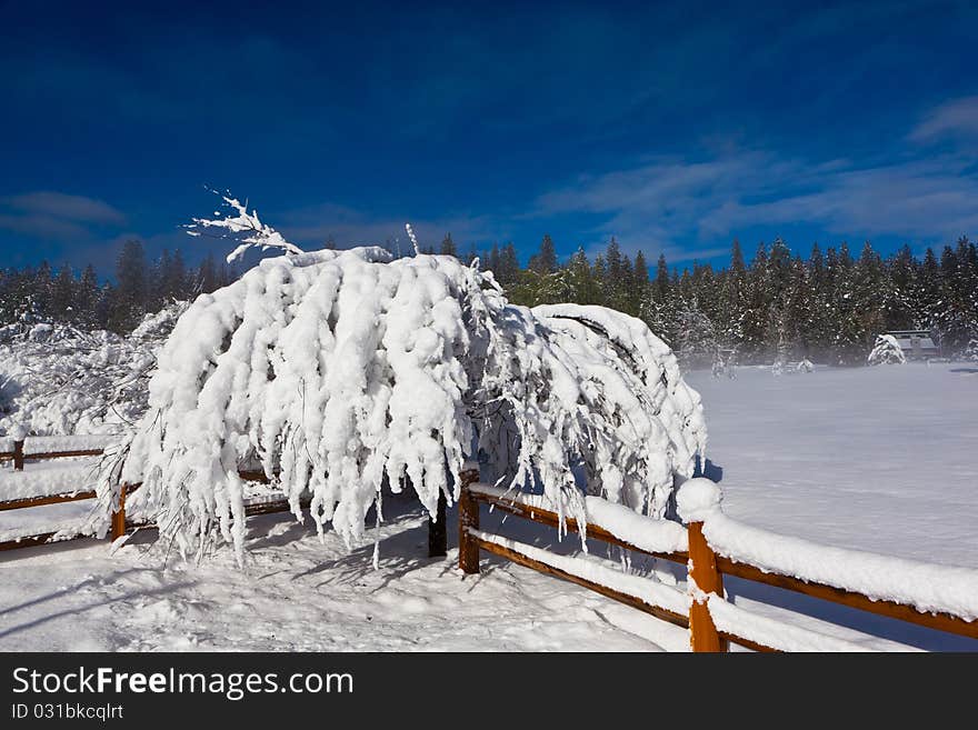 A snow covered fruit tree and a rail fence on the edge of a golf course against a cobalt blue sky,ollowing a heavy snow. Both have several inches of snow built up on them. A snow covered fruit tree and a rail fence on the edge of a golf course against a cobalt blue sky,ollowing a heavy snow. Both have several inches of snow built up on them