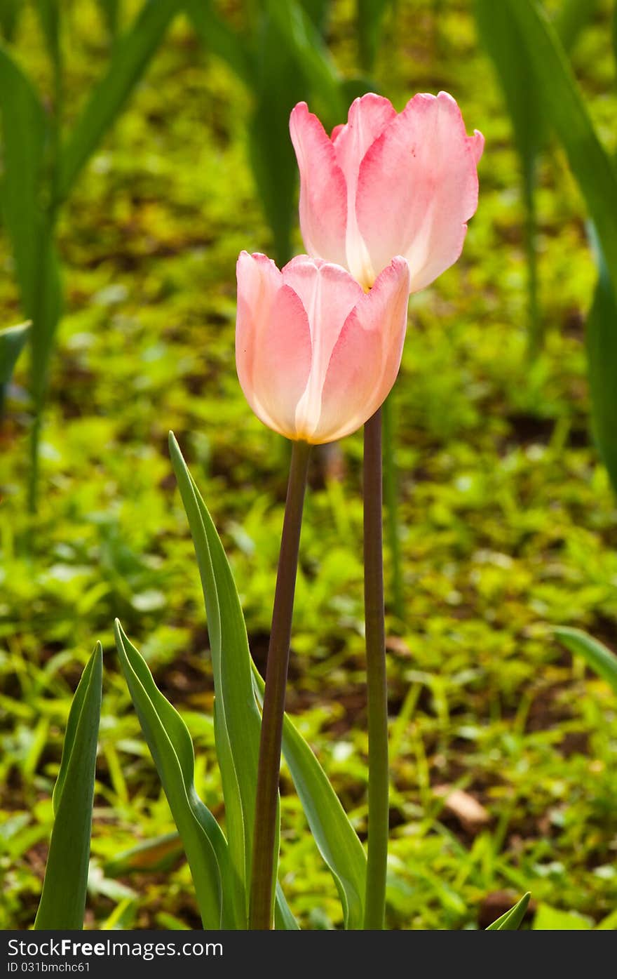 Close-up Of Two Pink Beautiful Tulip