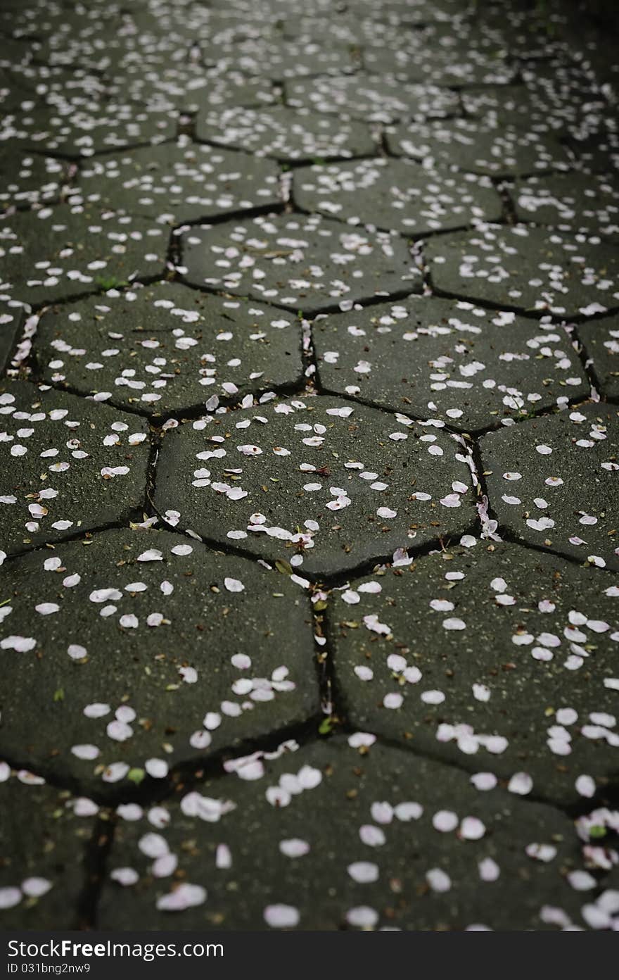 Sakura Petals Pathway