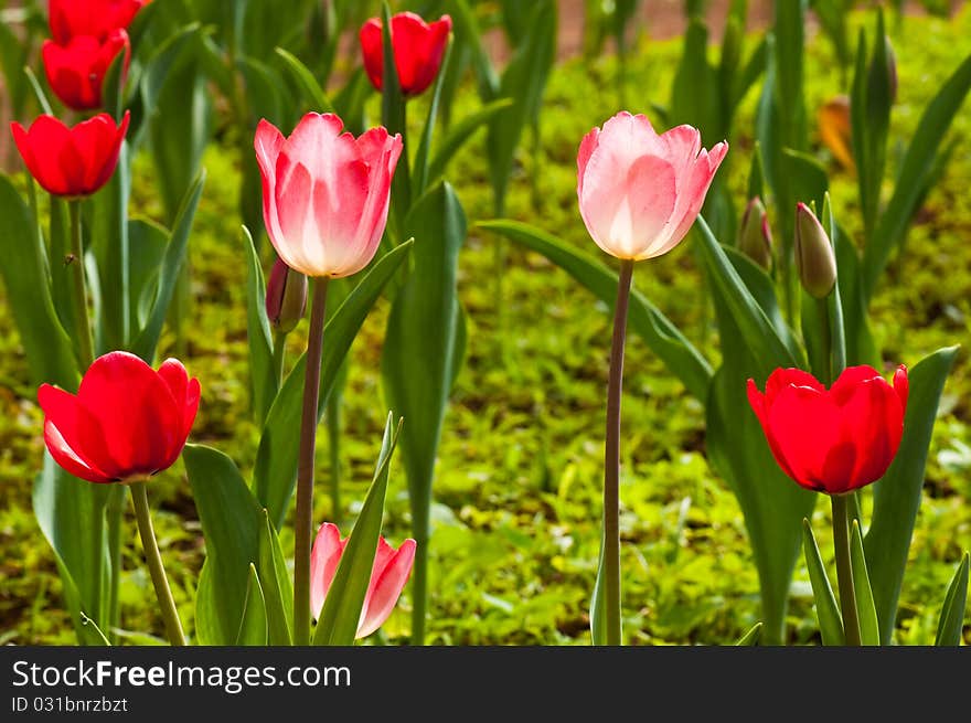 Close-up of beautiful tulips, Thailand.