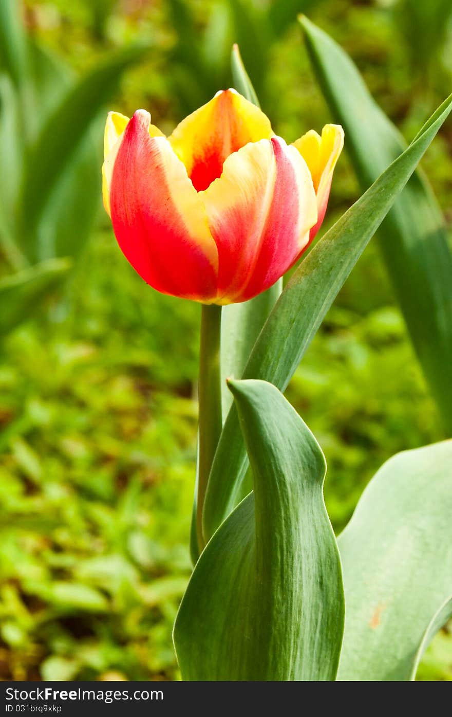 Close-up Of Beautiful Tulip