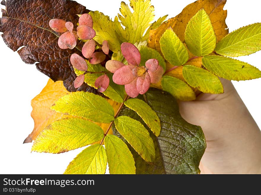 Autumn composition from leafs and rowan