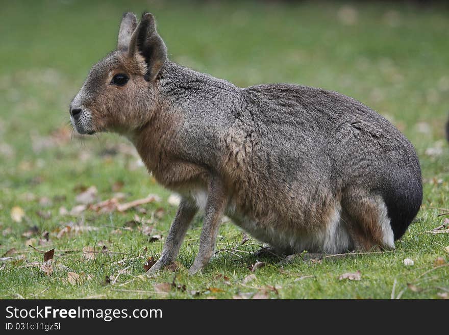 Patagonian Hare