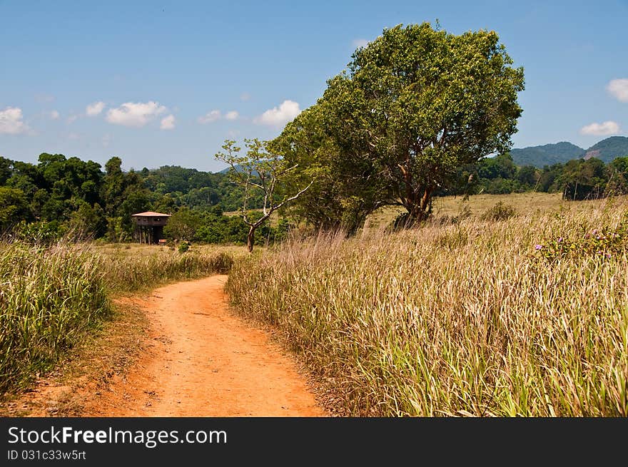 Tree, brown way, animal watching tower and blue sky in national park, Thailand. Tree, brown way, animal watching tower and blue sky in national park, Thailand.