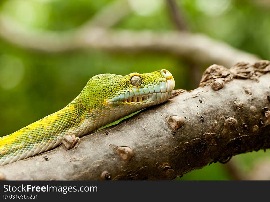 A close-up view of a green tree python's head. A close-up view of a green tree python's head.