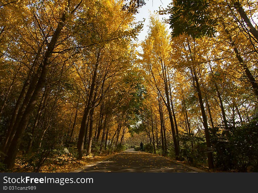 Ginkgo trees with golden yellow leaves