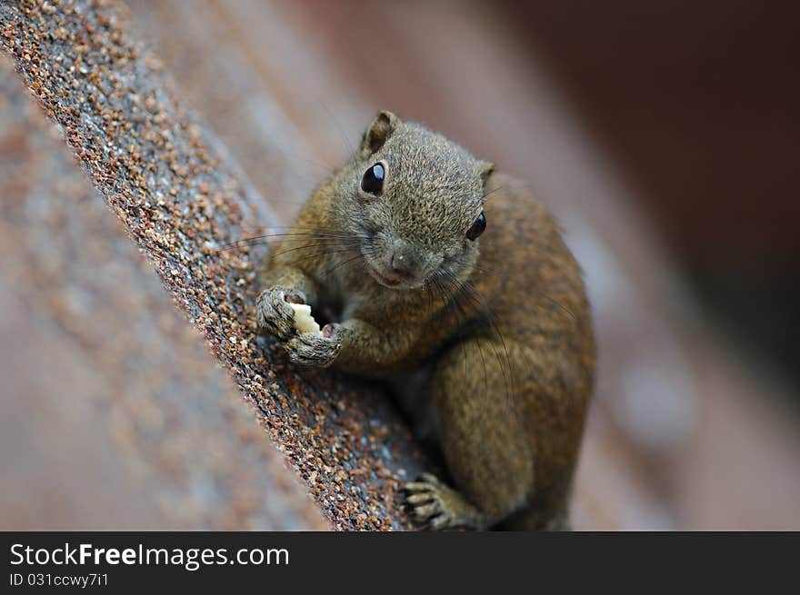 Squirrel searching for food at 1800m altitude in the Kinabalu National, Sabah, Malaysia. Squirrel searching for food at 1800m altitude in the Kinabalu National, Sabah, Malaysia