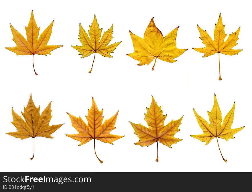 Isolated On White Leaf Set