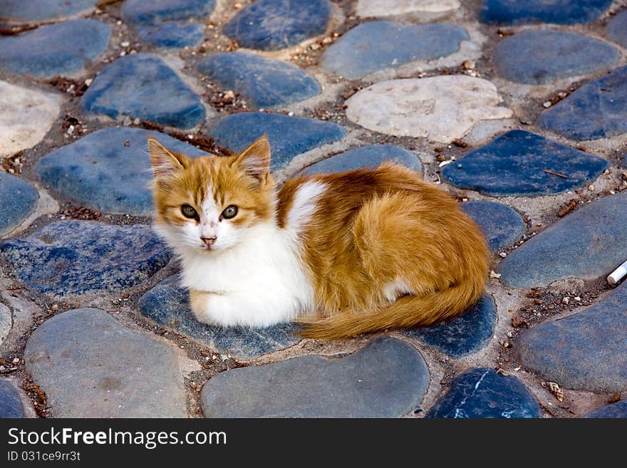 Little red England lop-eared kitten